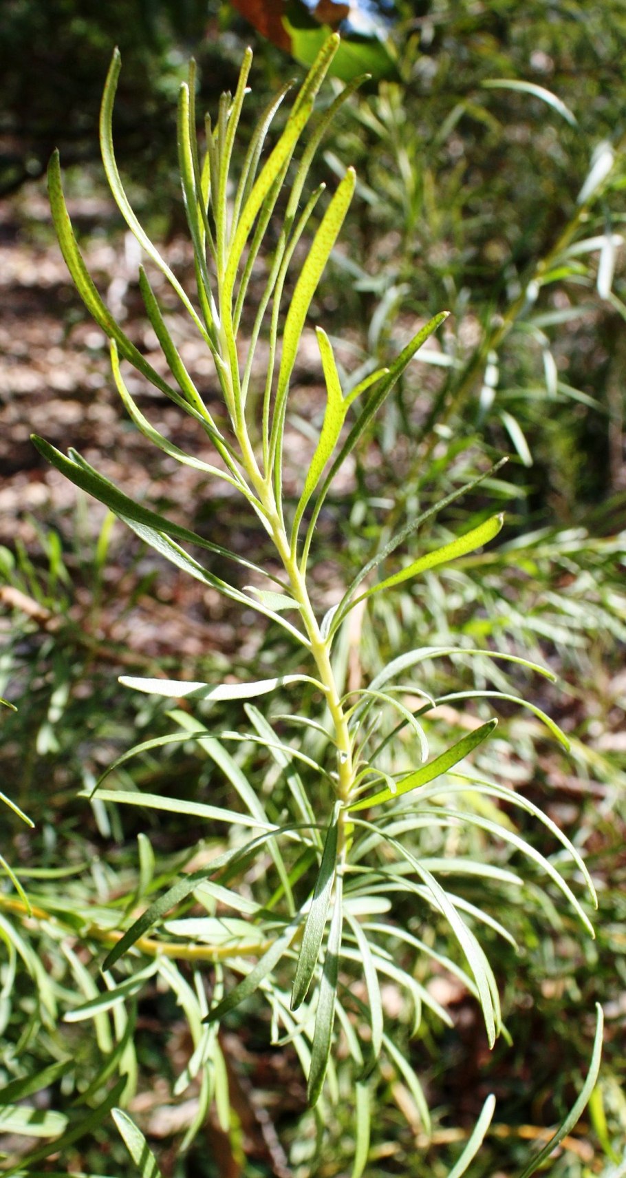 Adenanthos obovatus