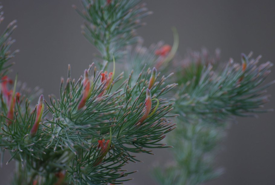 Аденантос серицеус