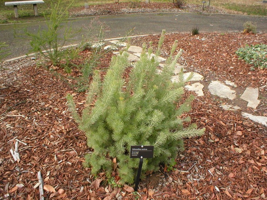 Juniperus communis kalebab