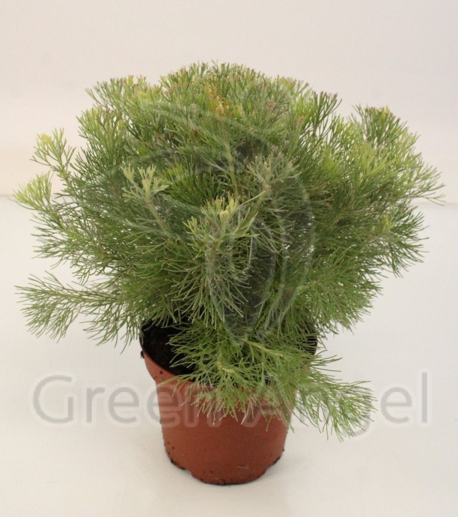 Растения Австралии лепка