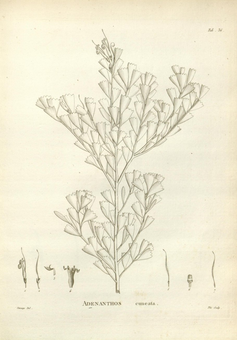 Novae hollandiae plantarum specimen