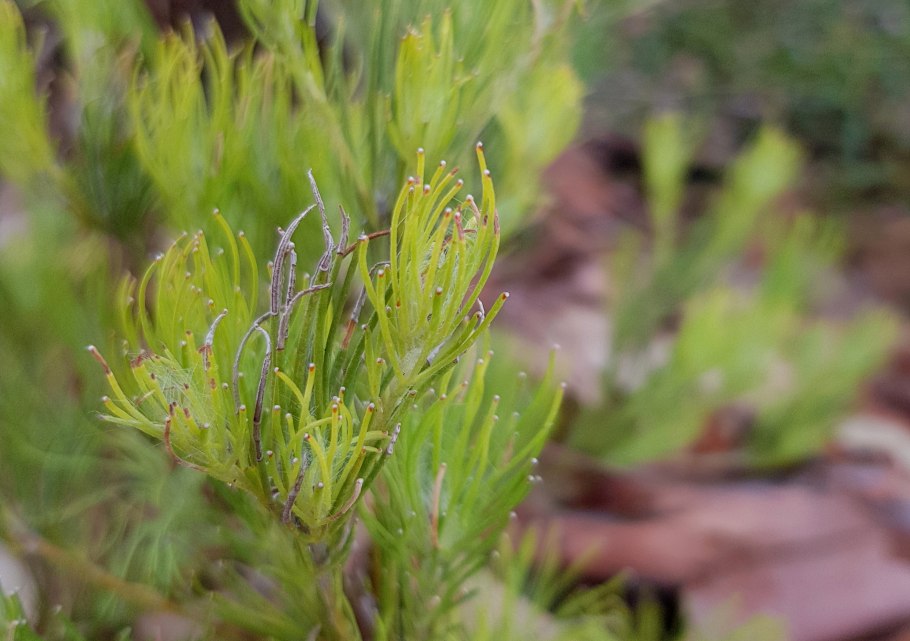 Аденантос комнатное растение
