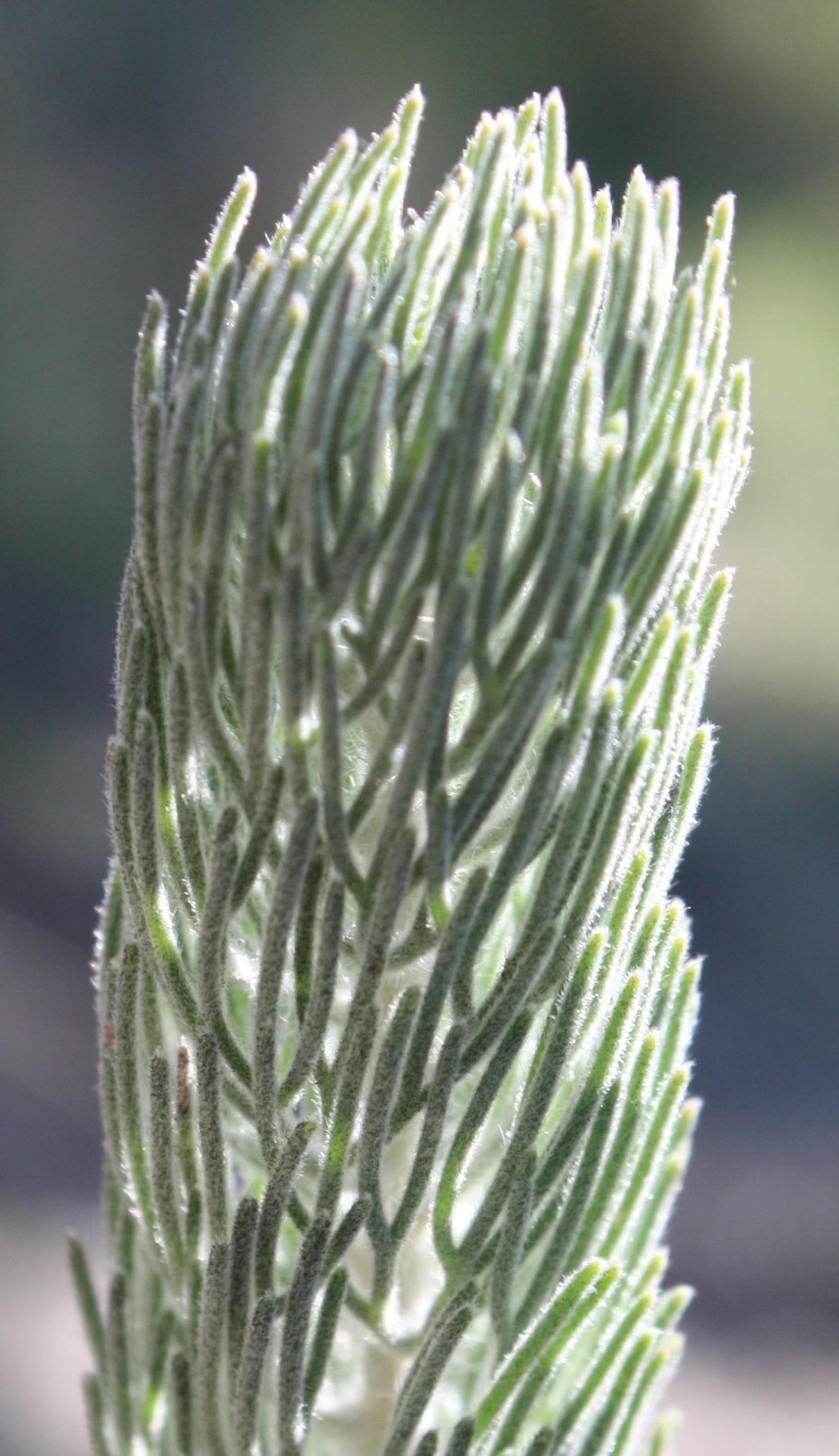 Аденантос купить