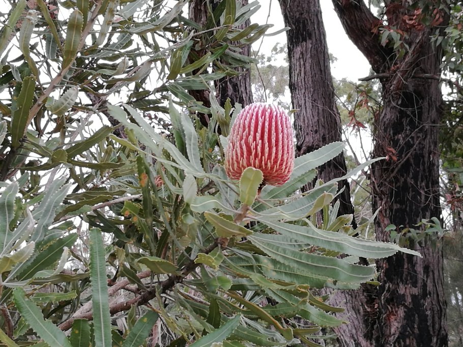 Эндемики австралии растения банксия