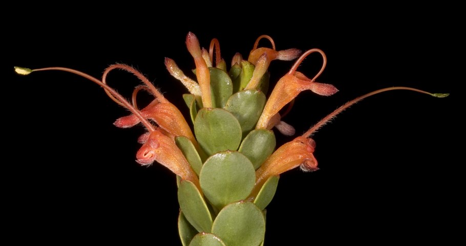 Аденантос Прибрежный