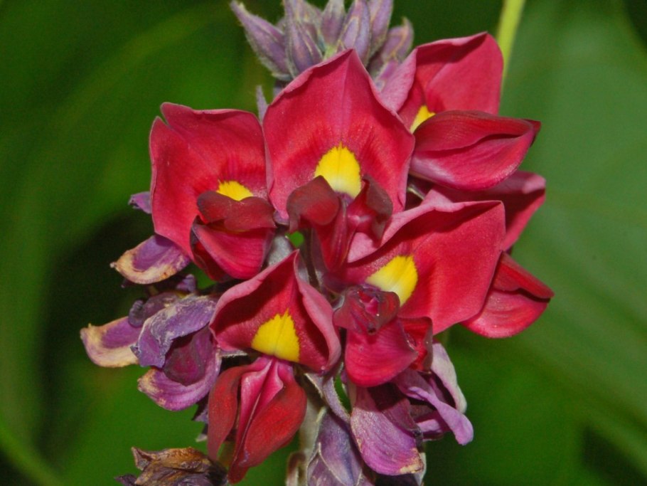 Pueraria montana