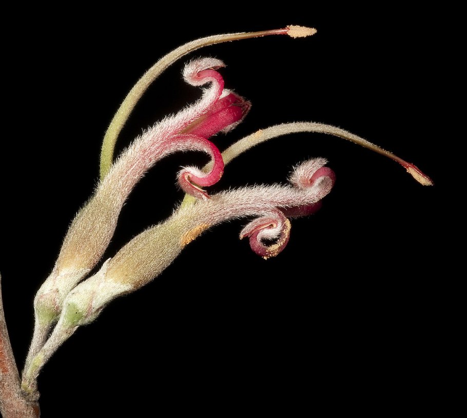 Adenanthos растение