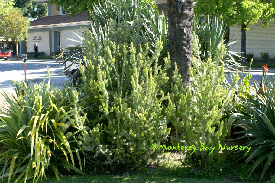 Euphorbia mayuranathanii