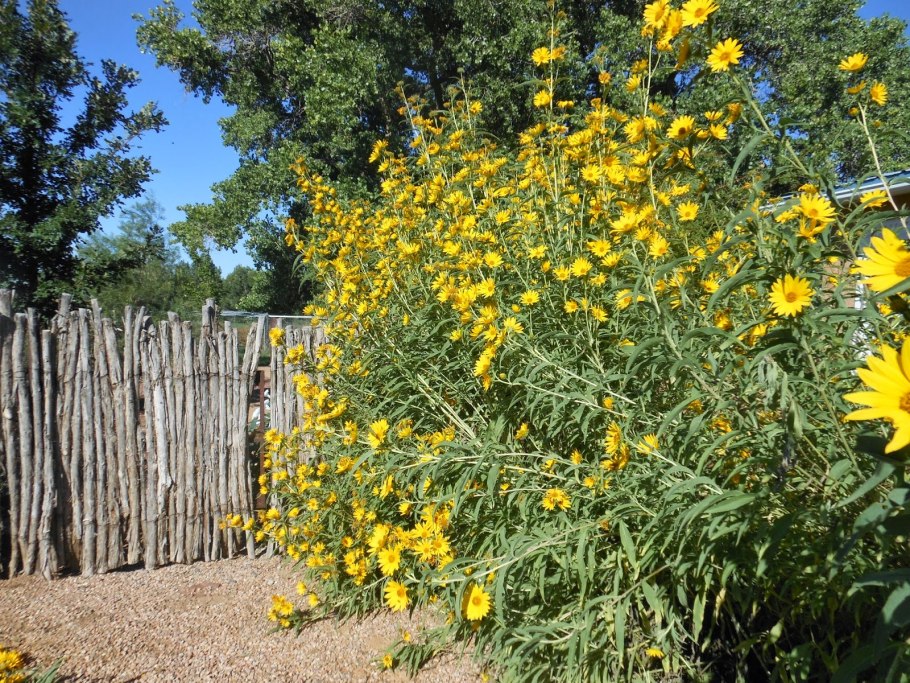 Многолетний подсолнух Максимилиан