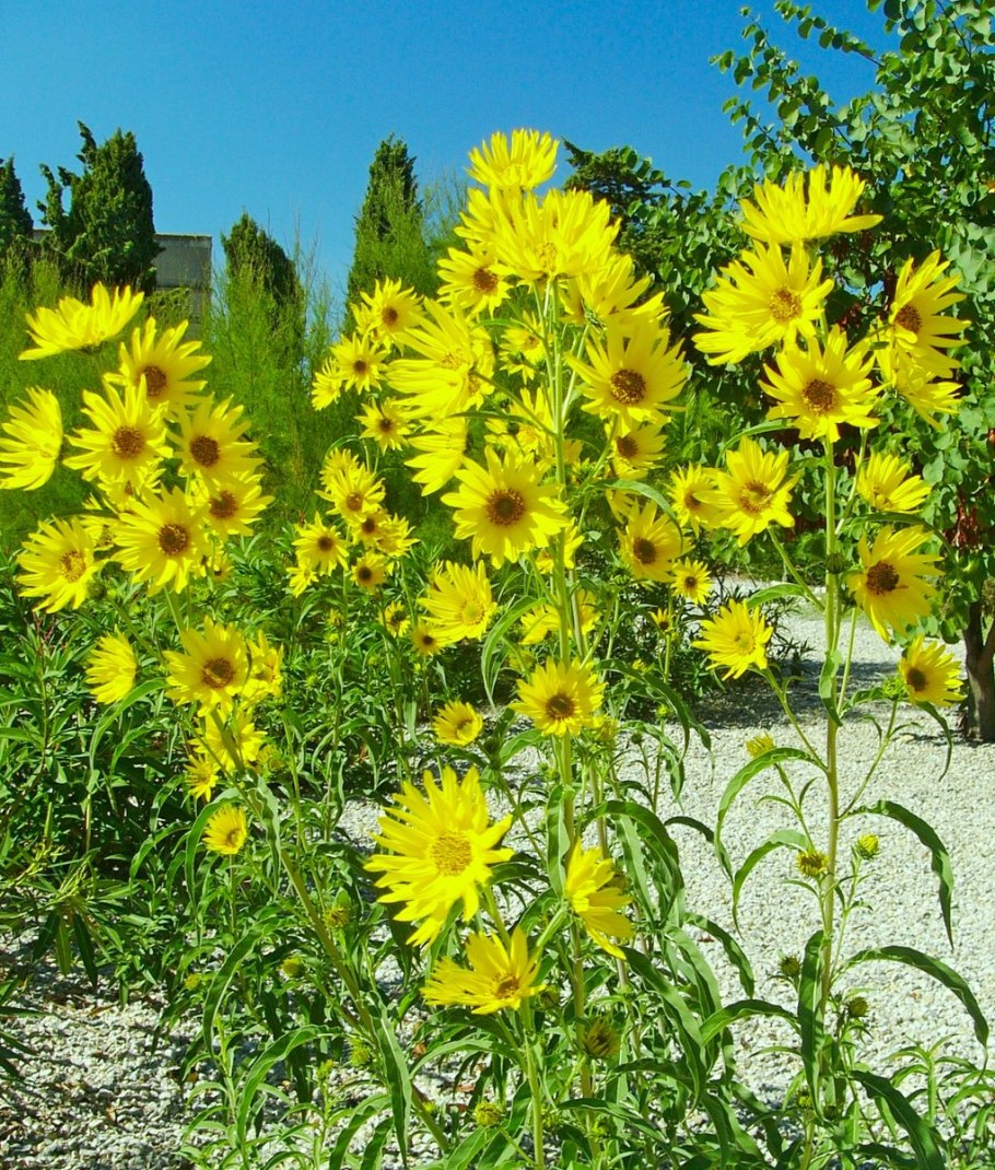 Helianthus maximiliani