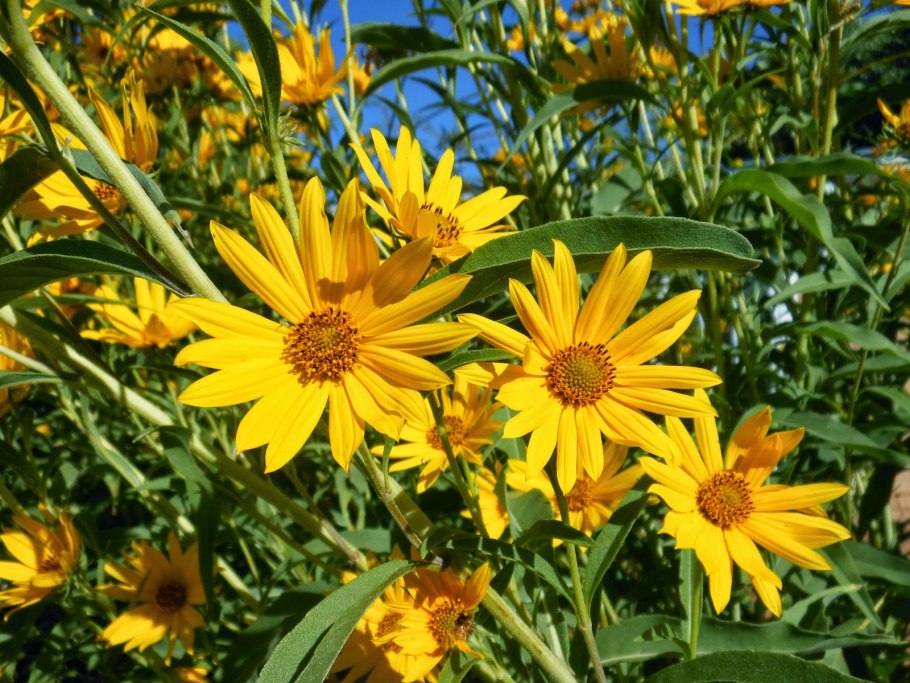 Helianthus maximiliani