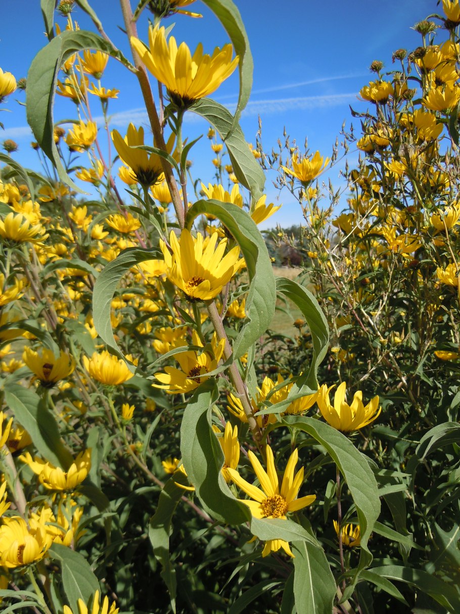 Helianthus maximiliani
