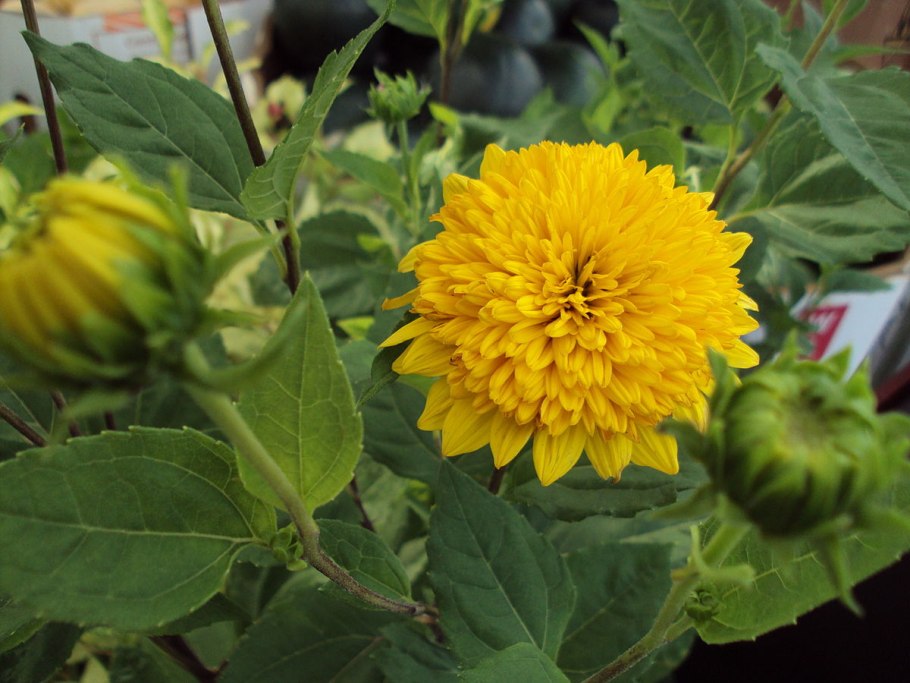 Подсолнечник многолетний Helianthus maximiliani