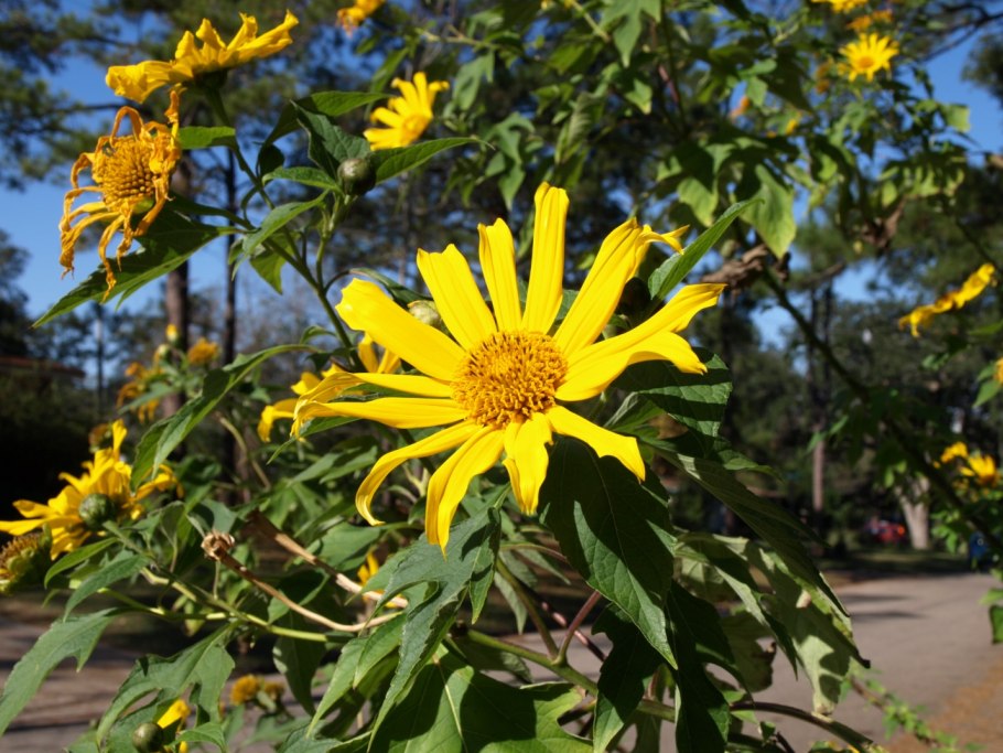 Гелиантус иволистный