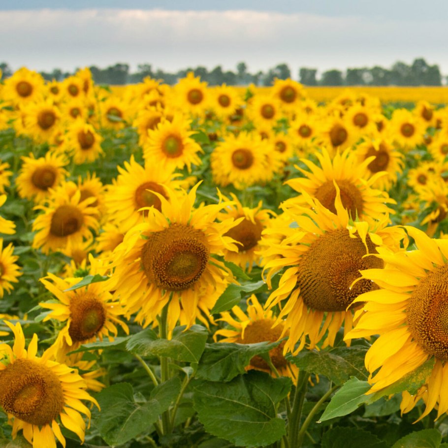 Подсолнуховое поле алтайский край