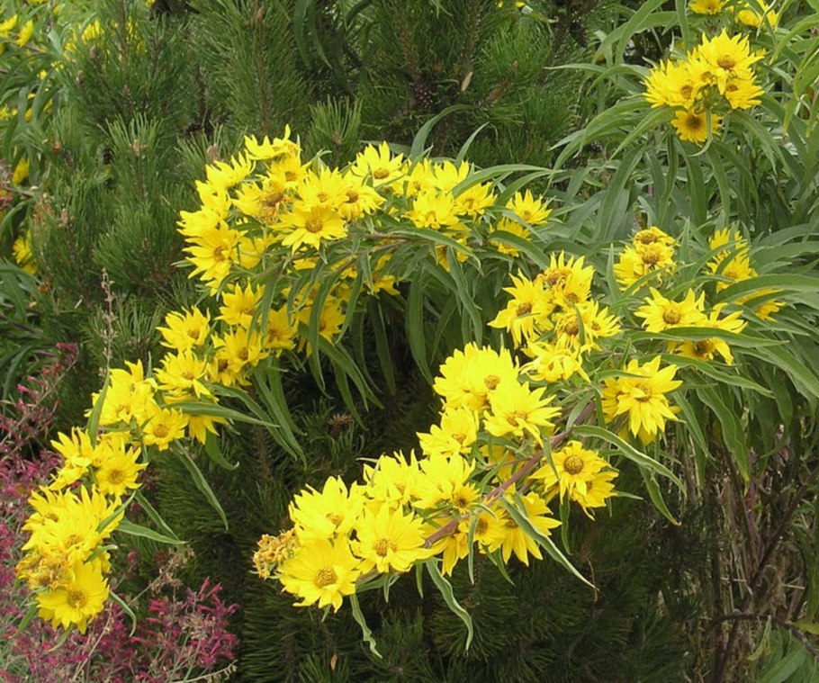 Подсолнечник многолетний Максимилиана