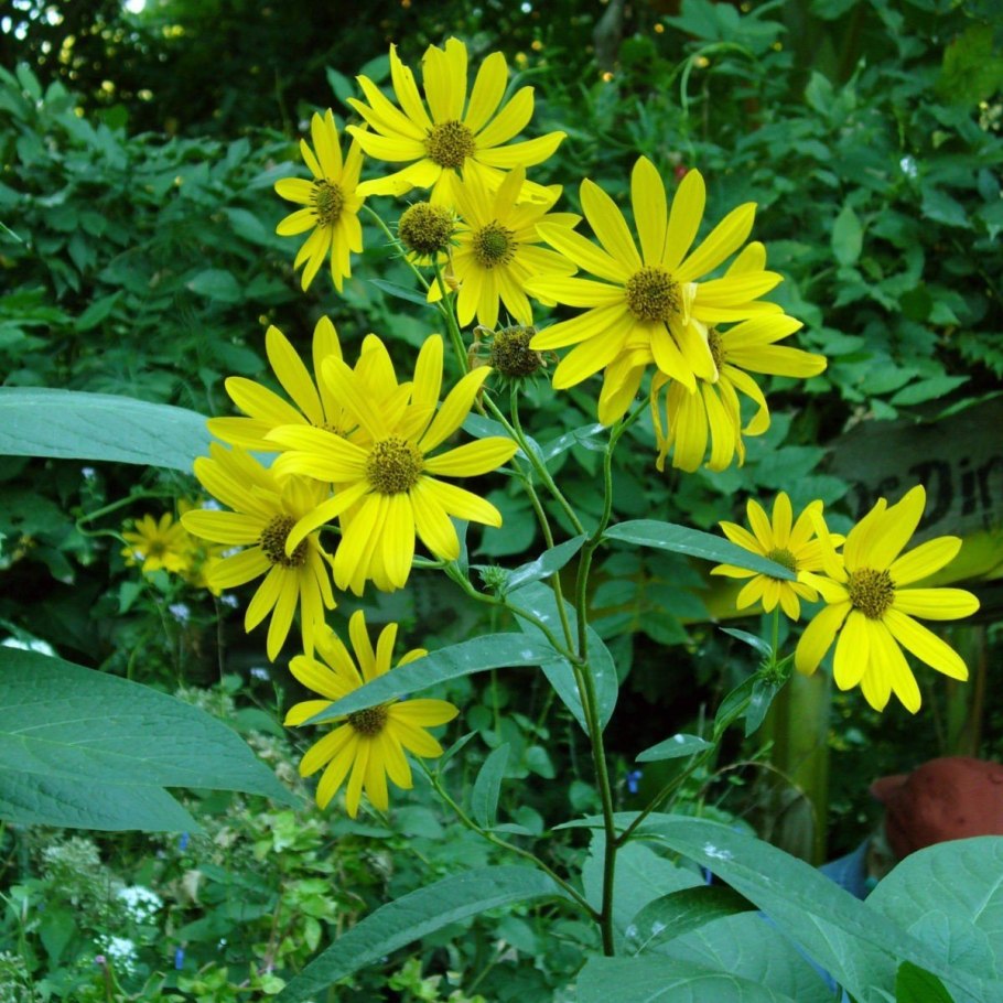 Helianthus maximiliani
