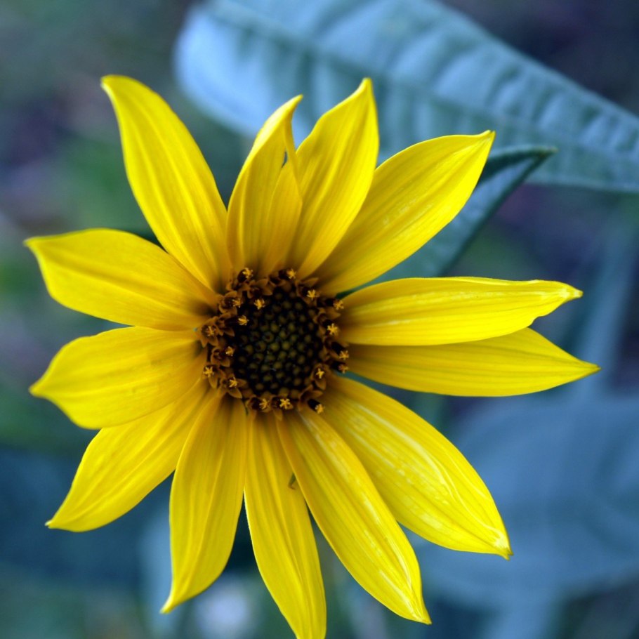 Подсолнечник десятилепестный (Helianthus decapetalus)