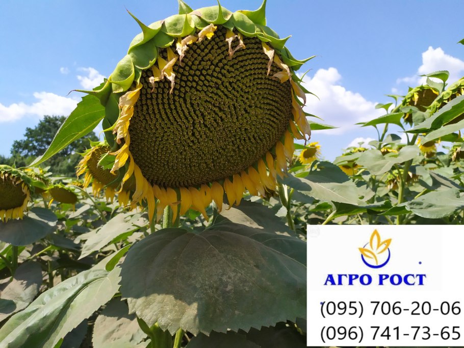Гибрид подсолнечника  грандис