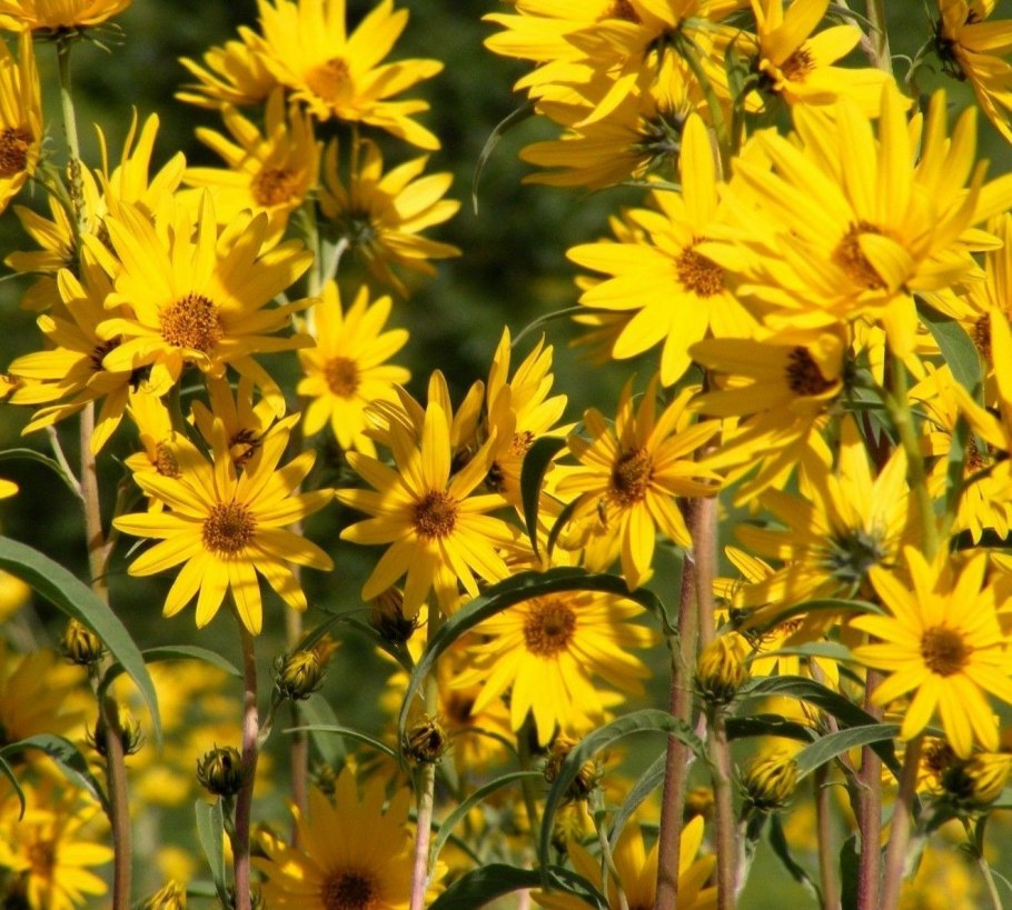 Гелиантус иволистный