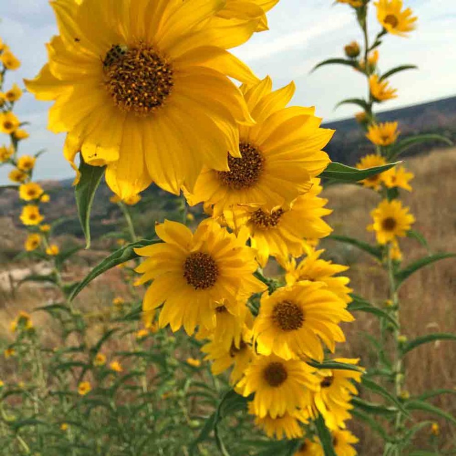 Подсолнух сорт Pacino