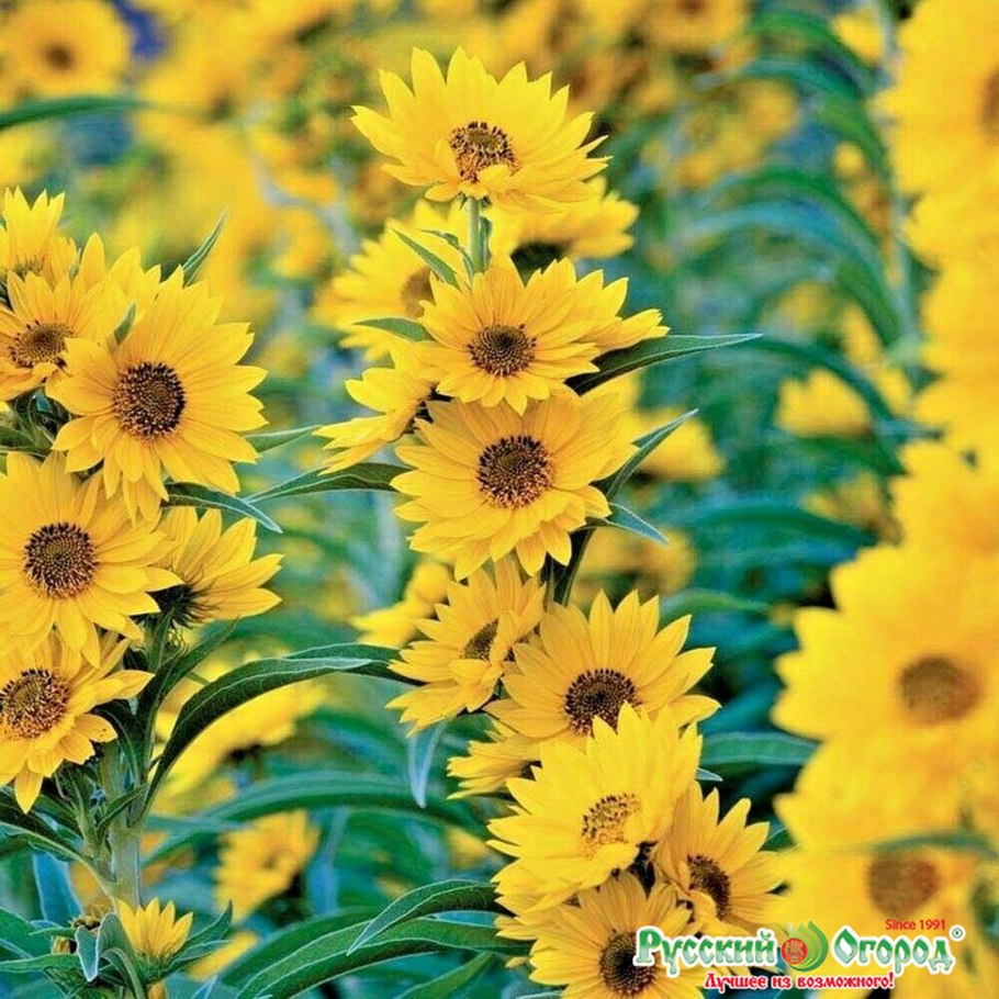 Helianthus maximiliani