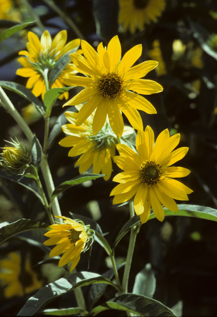 Подсолнечник Санбрайт КИД