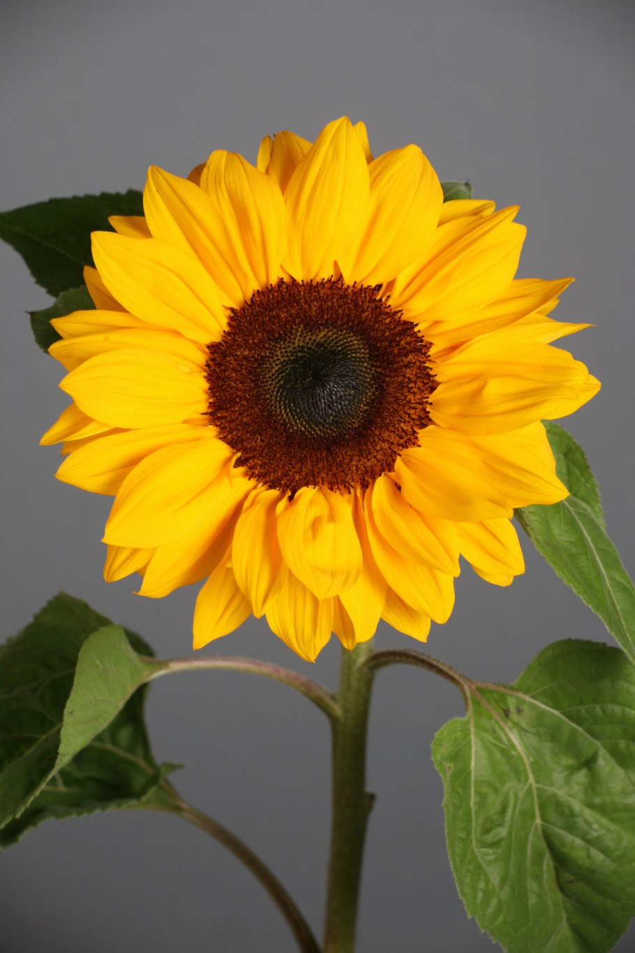 Helianthus atrorubens