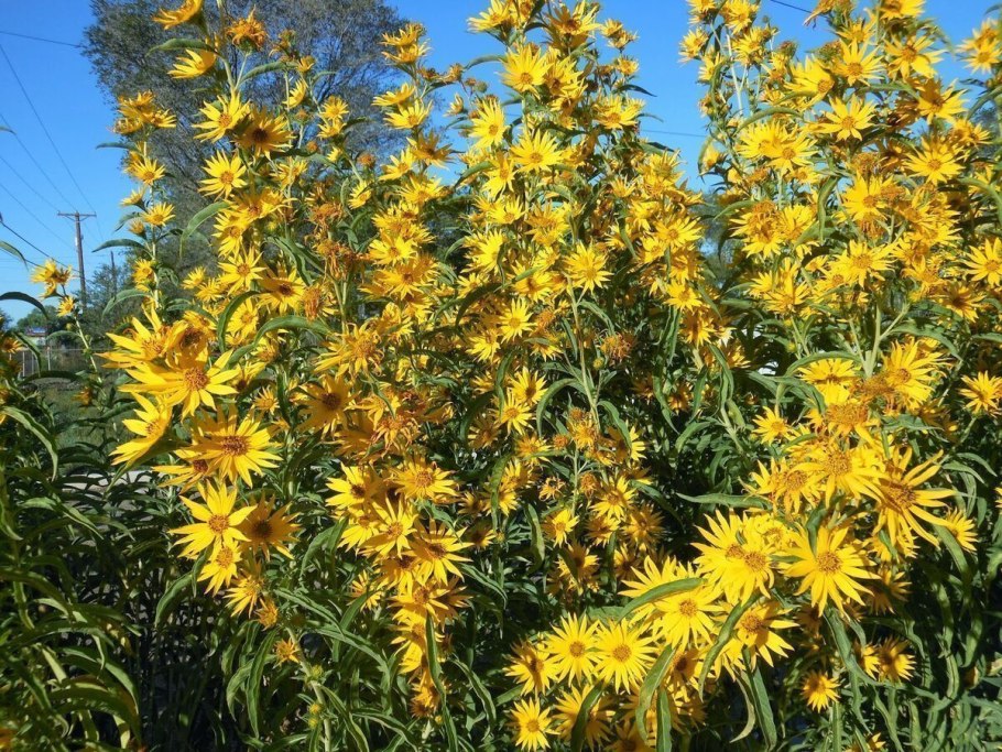 Гелиантус иволистный