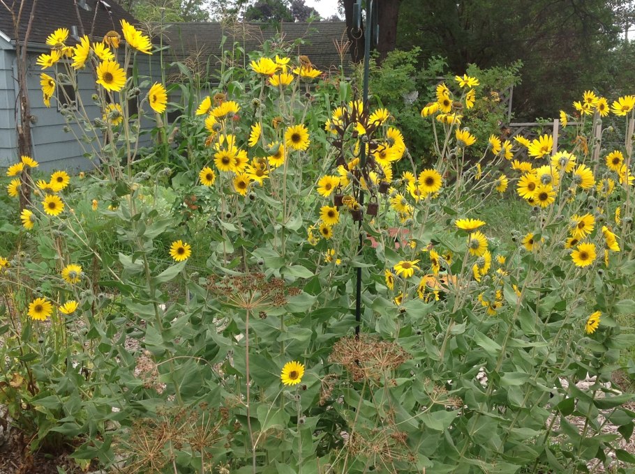 Подсолнечник многолетний Максимилиана