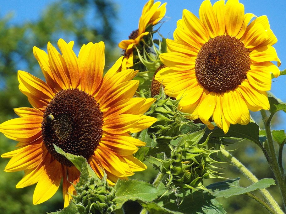 Подсолнечник бамбино