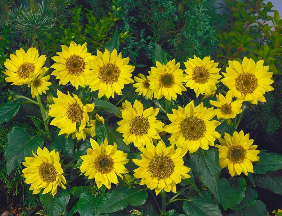 Подсолнечник однолетний бамбино