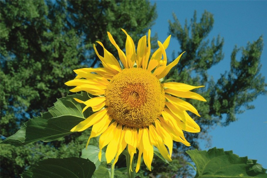 Giant sunflower seeds