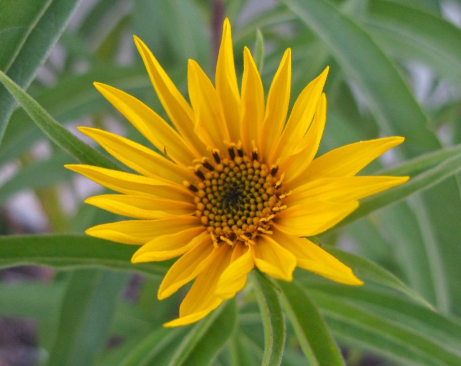 Helianthus maximiliani
