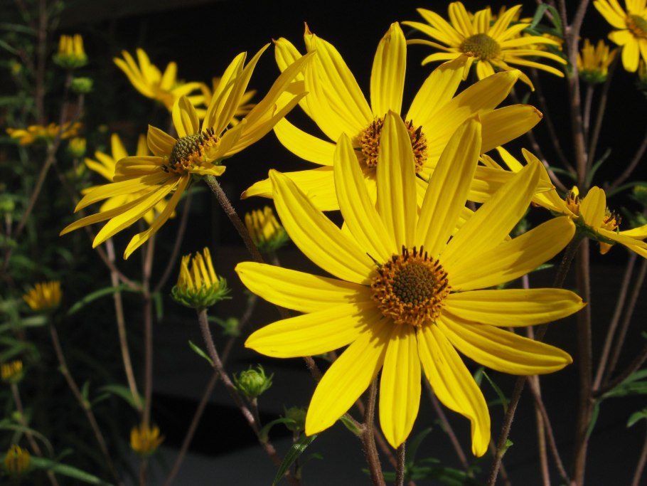 Земляная груша топинамбур