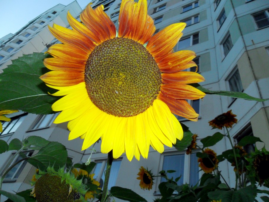 Подсолнечник оранжевое солнышко