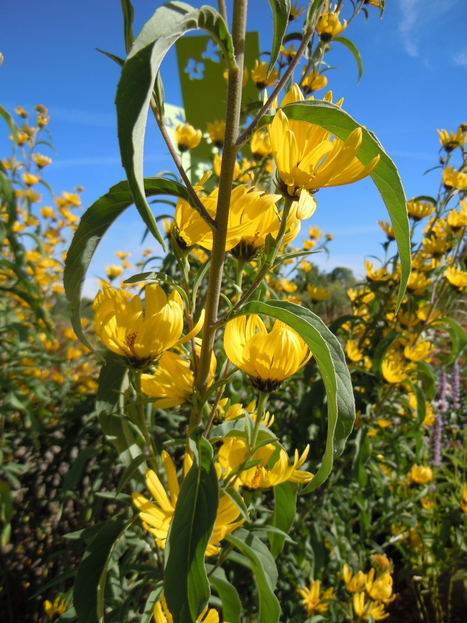 Helianthus maximiliani