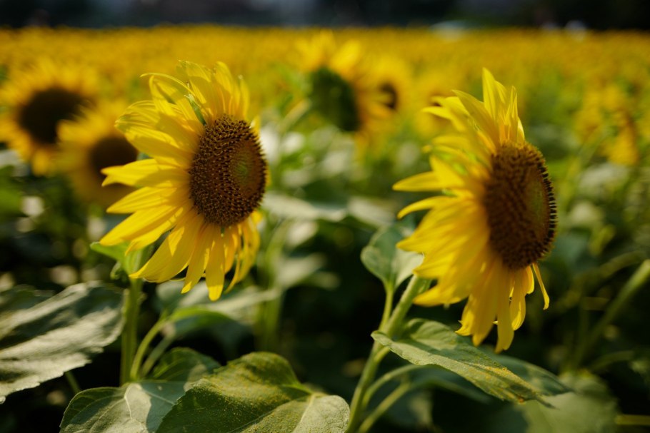 Цветок подсолнуха