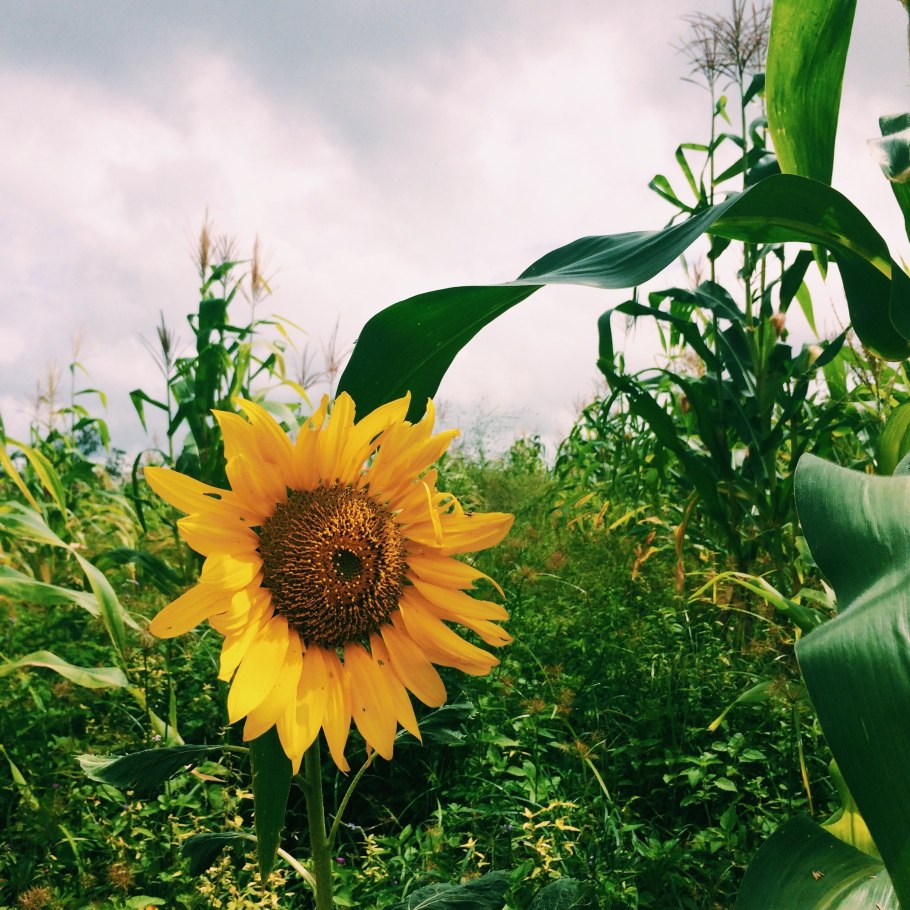 Подсолнуховое поле ставропольский край