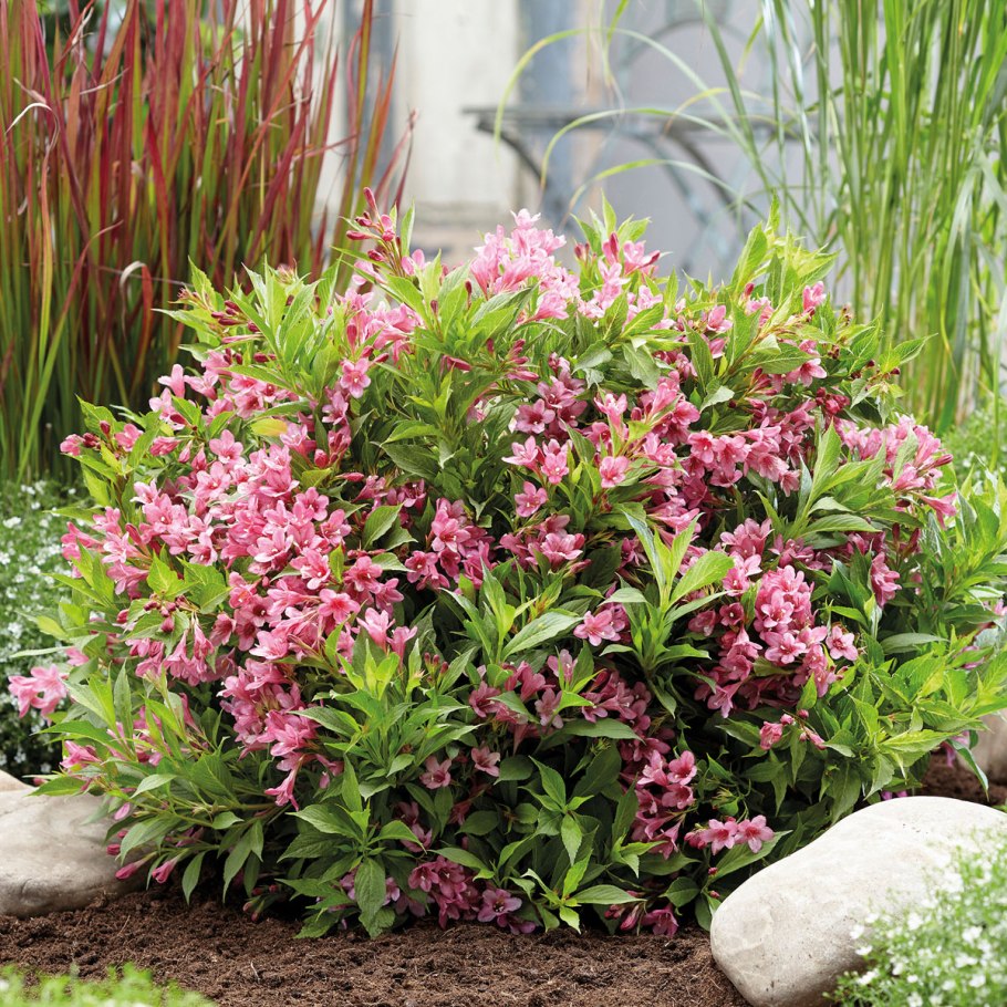 Вейгела Цветущая Red Prince