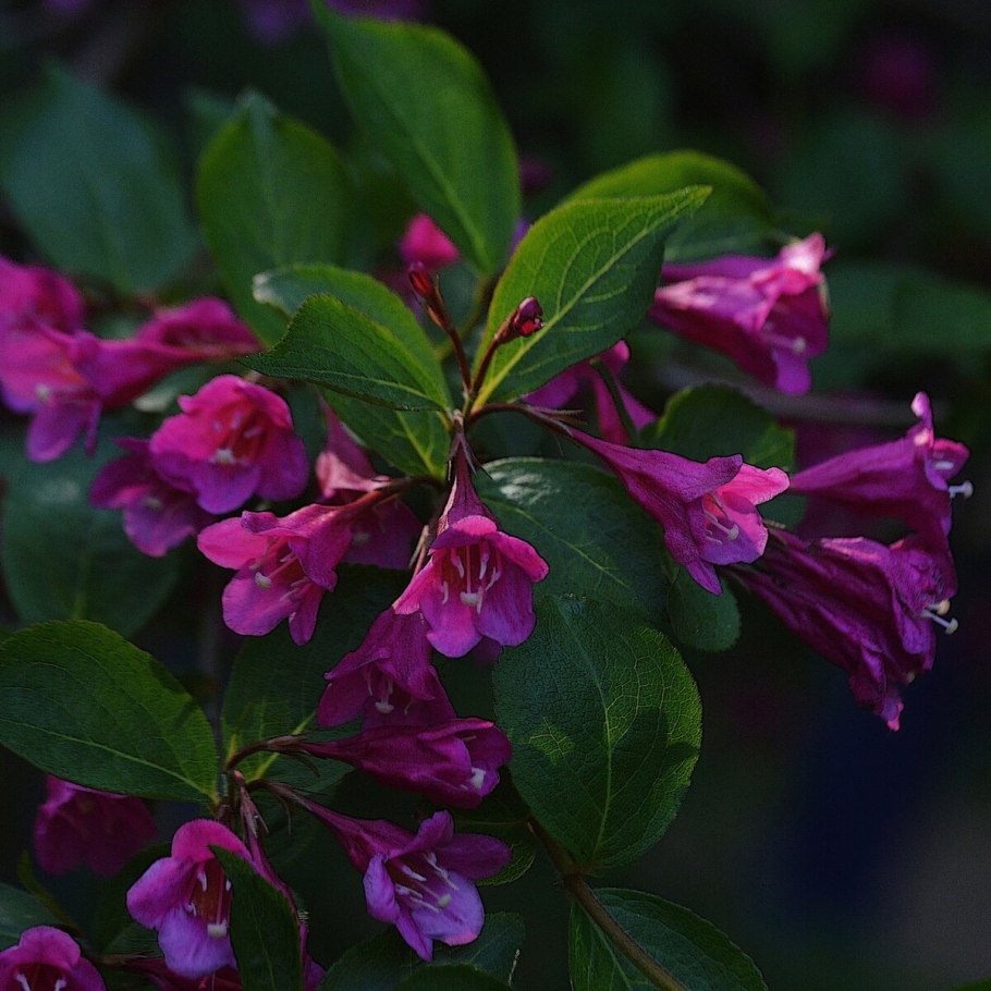 Вейгела Цветущая (Weigela Florida)