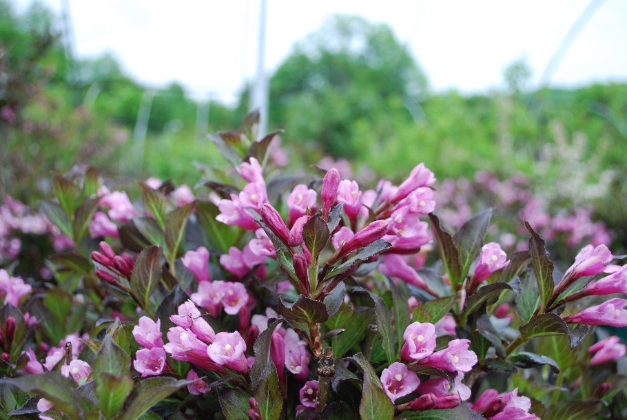 Вейгела Цветущая Нана Пурпуреа