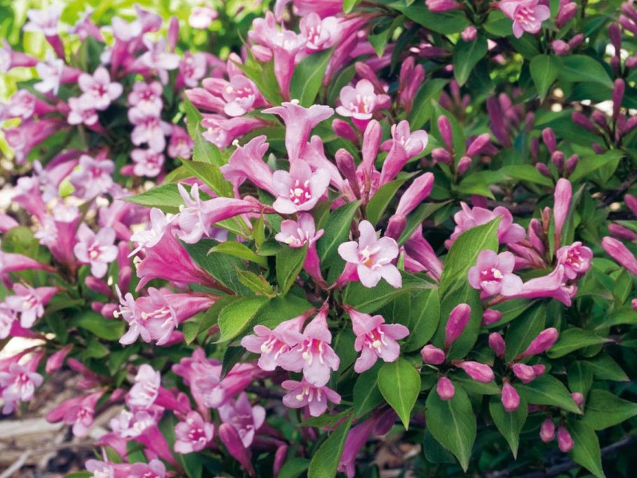 Вейгела ева Ратке