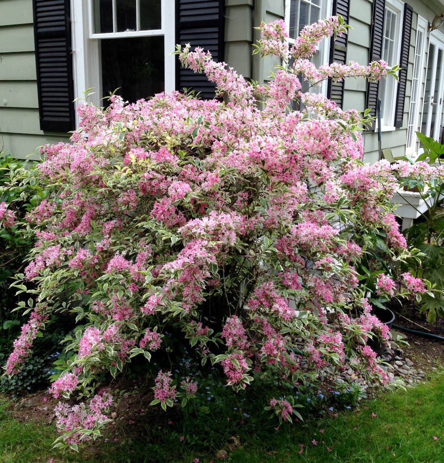 Вейгела Цветущая Ауреа