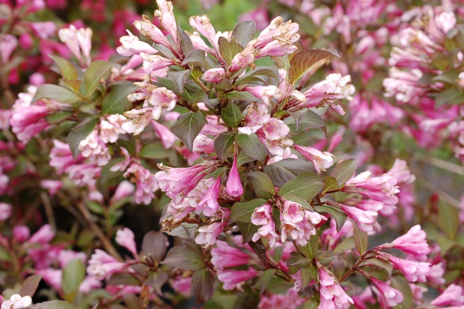 Вейгела Цветущая Нана