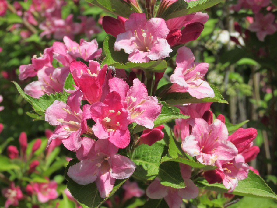 Вейгела нана пурпуреа