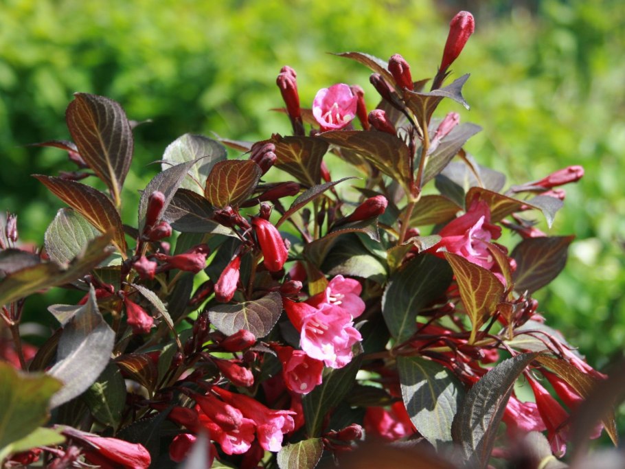 Вейгела Цветущая ред принц