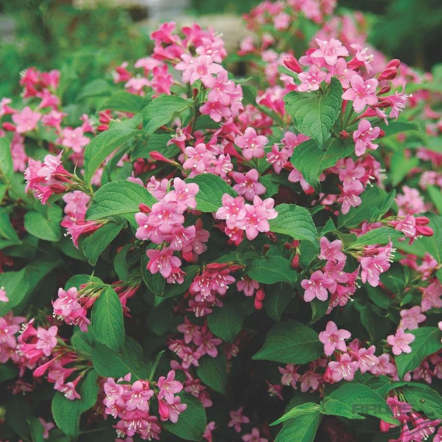 Вейгела кустарник вейгела