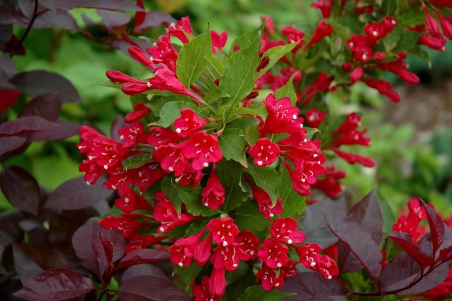 Вейгела Цветущая Виктория