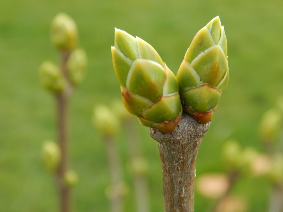 Междоузлия и черешки листьев